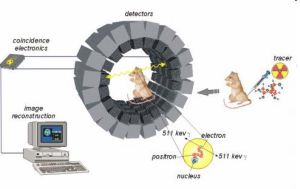 Un tomógrafo PET está diseñado para detectar la radiación electromagnética de los dos fotones gamma de 511 KeV emitidos simultáneamente en la misma dirección y en sentido opuesto procedentes de la aniquilación de un positrón con un electrón del cuerpo del animal de experimentación