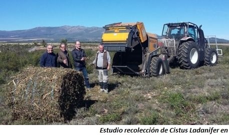 foto de Estudio recolección de Cistus Ladanifer en Guadalajara-1