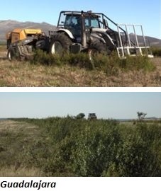 foto de Estudio recolección de Cistus Ladanifer en Guadalajara-2