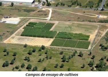 foto aérea cultivos energéticos