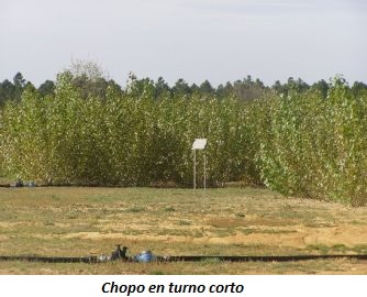 imagen de cultivos energéticos