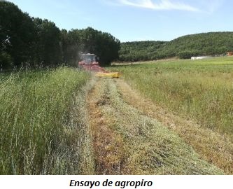 imagen de cultivos energéticos