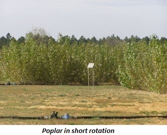 photo of poplar in short rotation