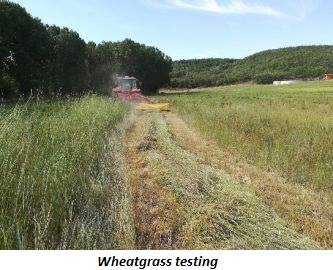 photo of wheatgrass testing