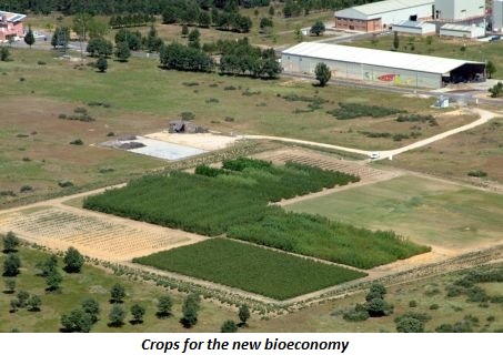 photo of crops for the new bioeconomy