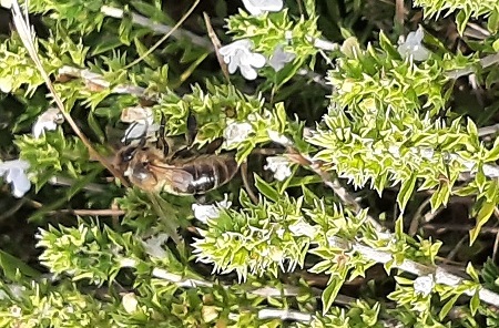 Savory (S. montana), one of the pre selected medicinal and aromatic herbs to grow during BIOVALOR