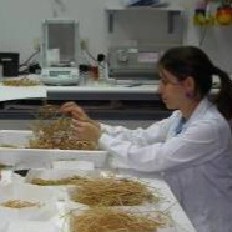 M.ª José Sierra preparando muestras