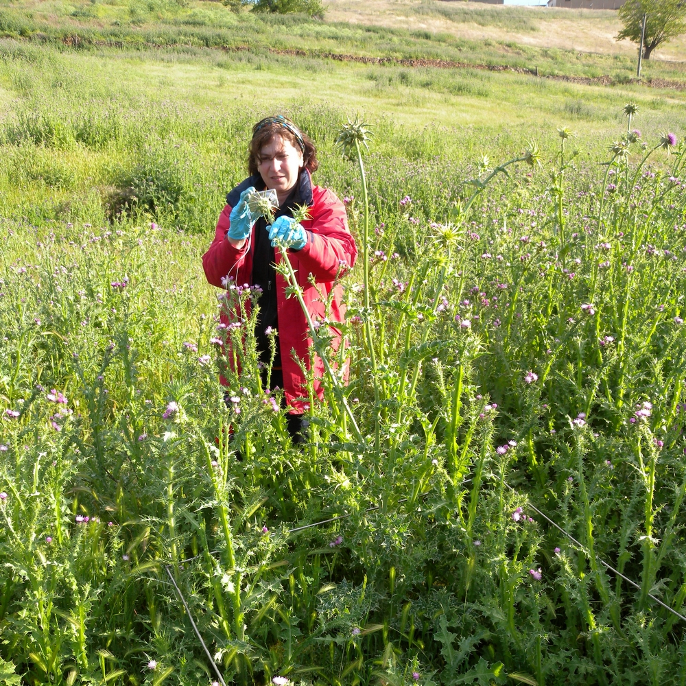 Rocío Millán en el campo, cogiendo muestras