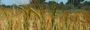 Agroecosistemas: del campo a tu mesa