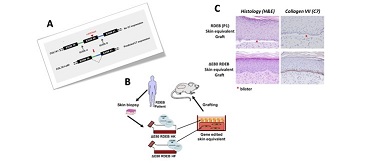 Un producto de terapias avanzadas que combina edición genómica y bioingeniería tisular, designado medicamento huérfano para la piel de mariposa