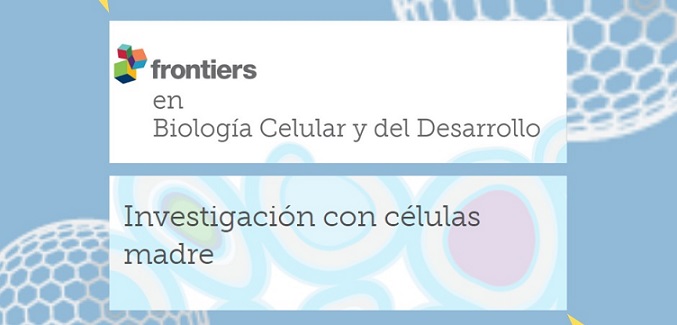 Células mesenquimales, soluciones para mejorar su eficacia